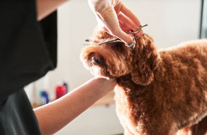 Dog Grooming South Shields