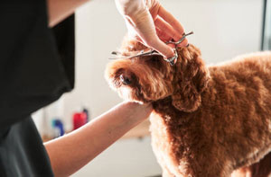 Dog Grooming Wirksworth