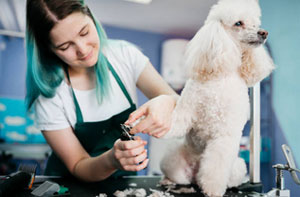 Dog Grooming Morley