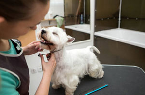 Dog Grooming Milford Haven