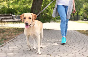 Dog Walker Underwood