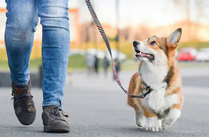 Dog Walker Penzance