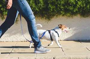 Dog Walker Rushden Northamptonshire (NN10)