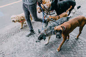 Dog Walkers Markfield UK