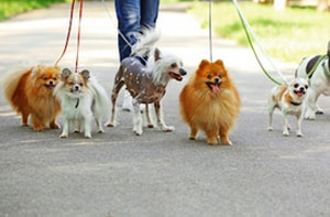 Dog Walkers Barrowford UK