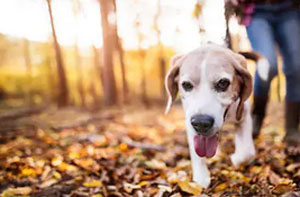 Dog Walker Ludlow Shropshire (SY8) Dog Walker Ludlow Shropshire (SY8)