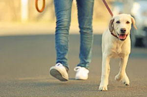 Dog Walker Finningley South Yorkshire (DN9)