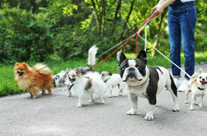 Dog Walkers Castleford UK