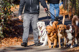 Dog Walkers Daventry UK (01327)