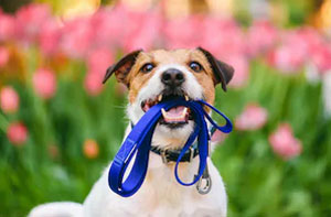 Dog Walking Near Needham Market Suffolk