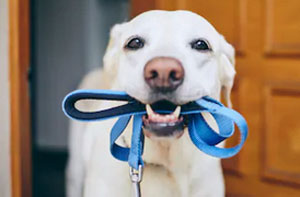 Dog Walking Near Tiptree Essex Dog Walking Near Tiptree Essex